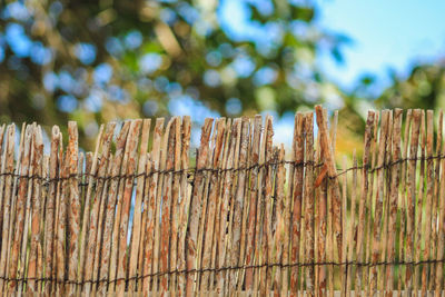 Close-up of barbed wire fence on tree