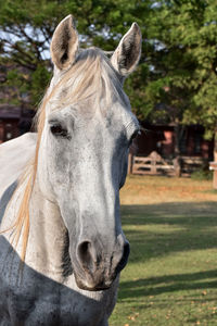 Close-up of a horse