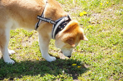 Dog standing on field