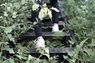 Close-up of plants growing in garden