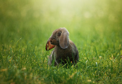 Close-up of a rabbit on field