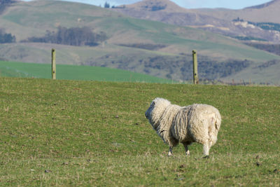 Sheep grazing on field