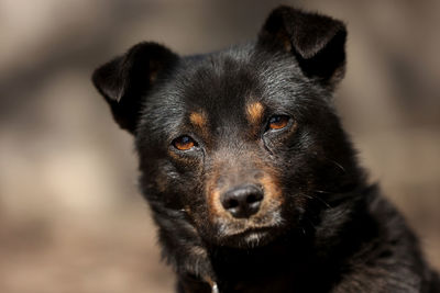 Close-up of black dog