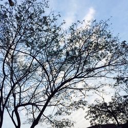 Low angle view of bare tree against sky