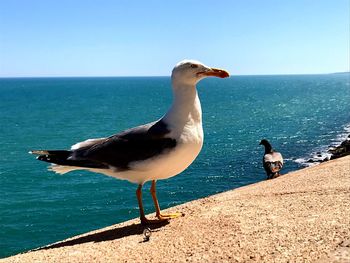 Seagull on a sea against clear sky