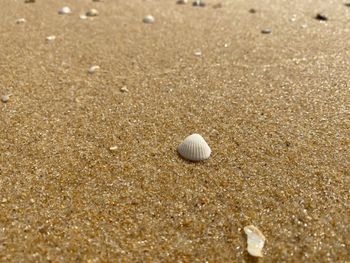 High angle view of shells on sand