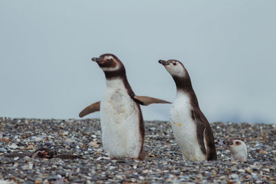 Penguins perching on land