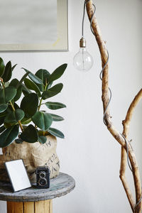 Close-up of potted plant on table