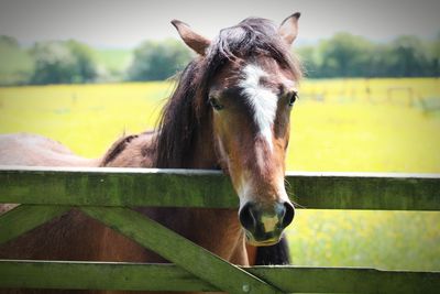 Close-up of horse