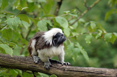 View of an animal on tree