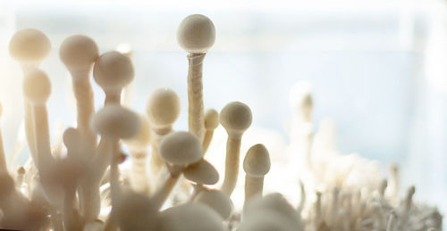 Sterile container with the mycelium of psilocybin mushrooms, psilocybe cubensis. 