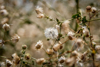 Close-up of flowers growing on tree