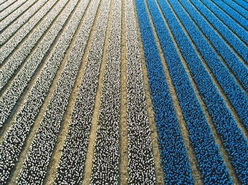 Full frame shot of colorful flowers growing on field