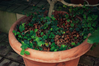 High angle view of potted plant