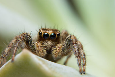 Close-up of spider