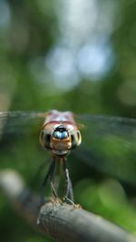 Close-up of dragonfly on metal