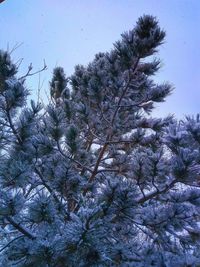 Low angle view of trees against sky during winter