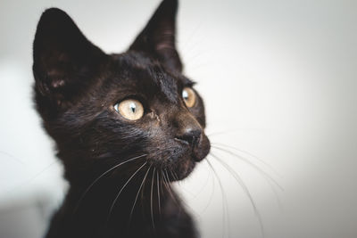 Close-up of a cat looking away