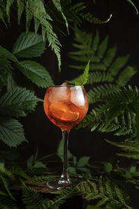 Cocktail aperol spritz in the green leaves 