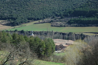 Scenic view of trees on field