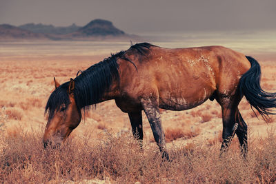 Horse standing on field
