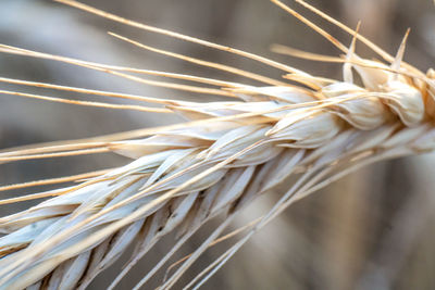 Close-up of dried plant