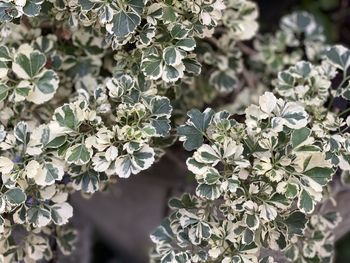 Close-up of flowering plant