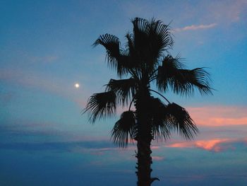 Low angle view of palm trees against sky