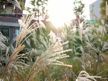 Close-up of plants on field during winter