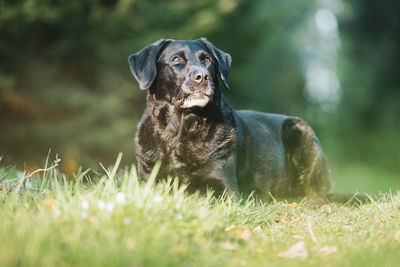 Black labrador retriever dog portrait in the forest