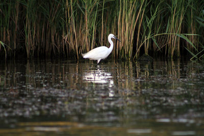 Swan on lake