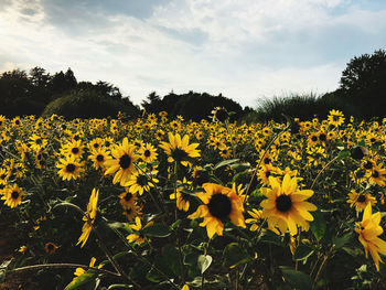 Close-up of yellow flowering plants on field