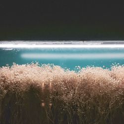 Close-up of plants against calm lake