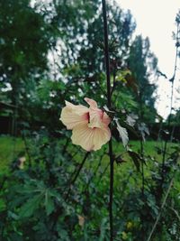 Close-up of red flowering plant