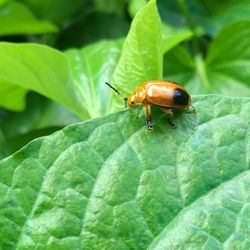 Close-up of insect on leaf