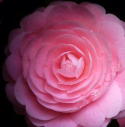 Close-up of pink rose