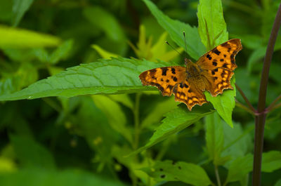 Close-up of butterfly on leaf