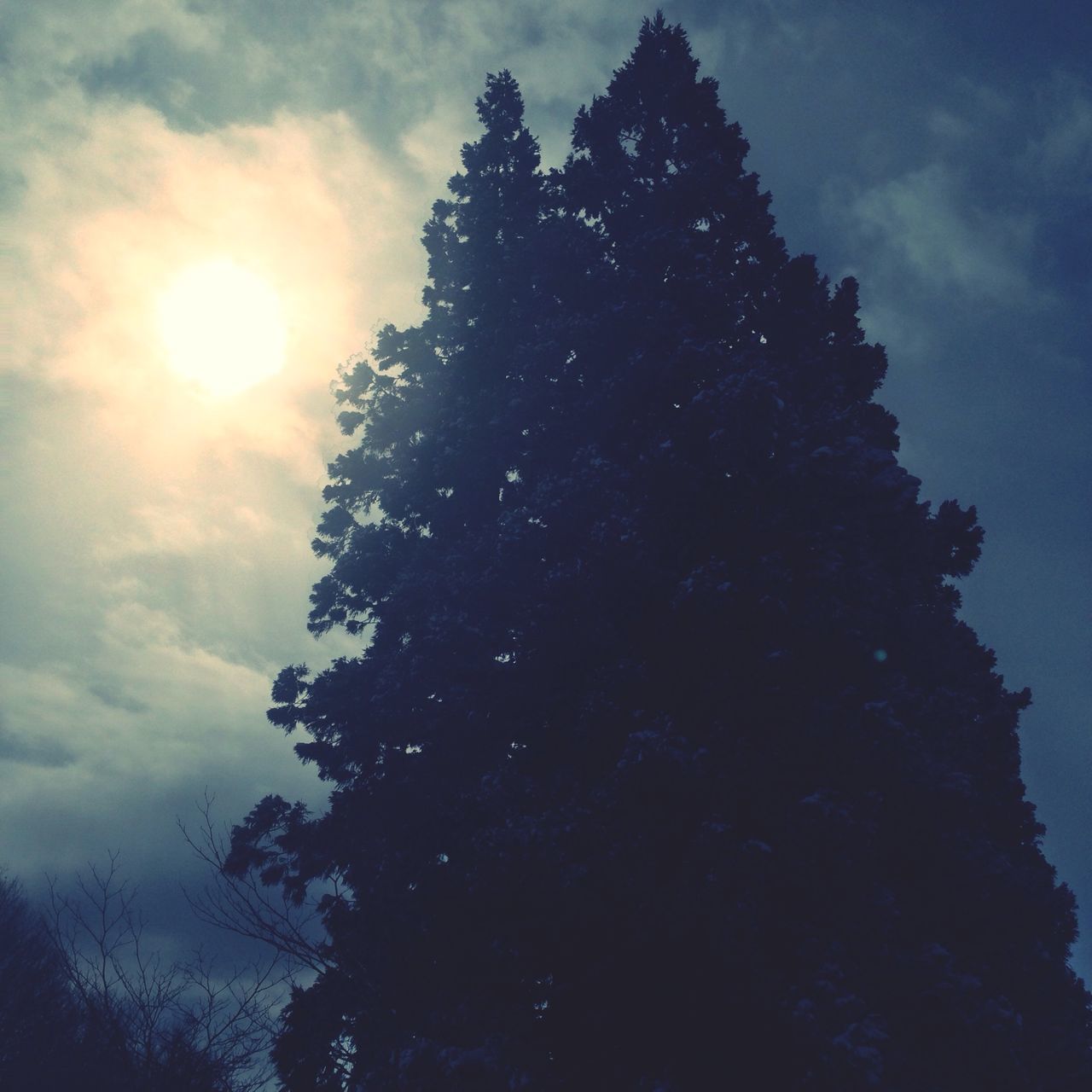 LOW ANGLE VIEW OF TREE AGAINST CLOUDY SKY