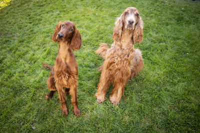 View of dogs on grassy field