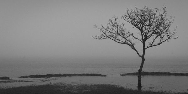 Single tree against clear sky