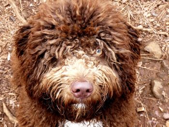 Perro de agua español 