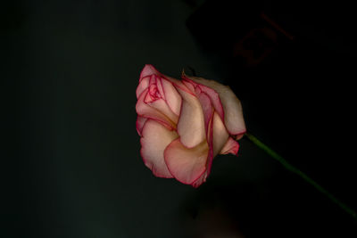 Close-up of pink rose against black background