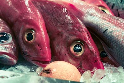 Close-up of fish for sale in market