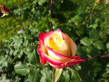 Close-up of rose against blurred background