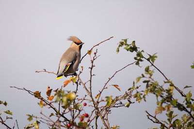 Low angle view of bird perching on tree against clear sky
