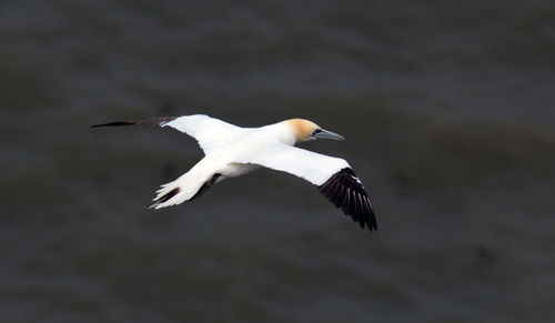 Low angle view of seagull flying