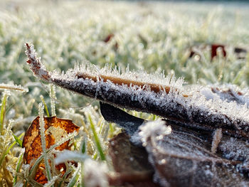 Close-up of frozen plant on field during winter