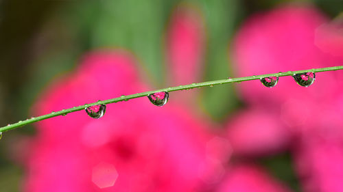 Close-up of water drops on pink flowers