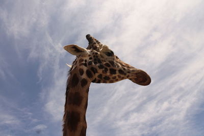 Low angle view of giraffe against clear sky