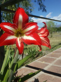 Close-up of fresh red day lily blooming against sky